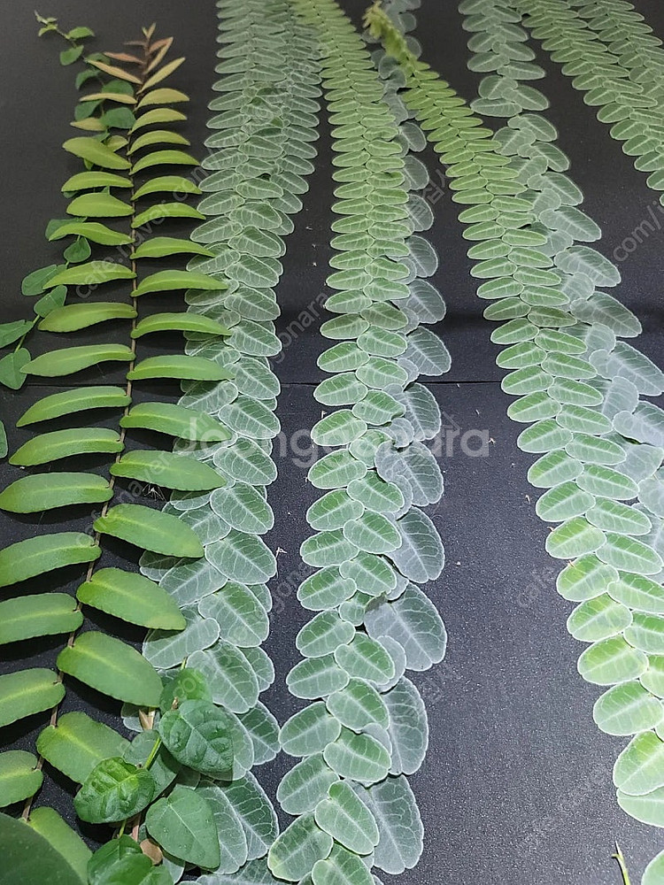 테라리움 비바리움 식물 분양 , 제주애기모람, 블랙메탈 베고니아, 덩쿨 식물, 생수태, 벌레잡이제비꽃 분양--4